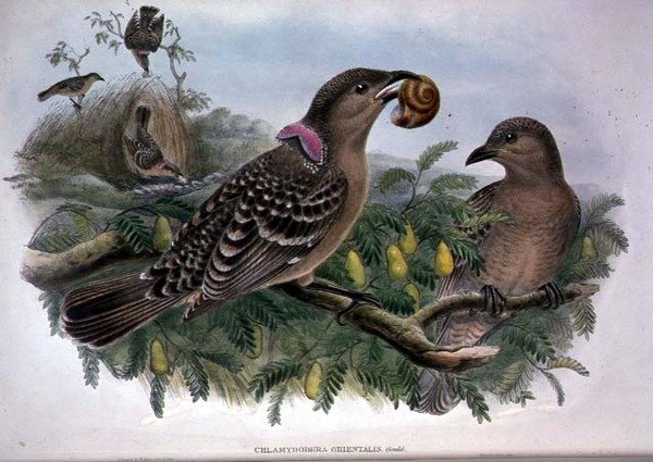 Chlamydera Orientalis da John and Hart William Gould