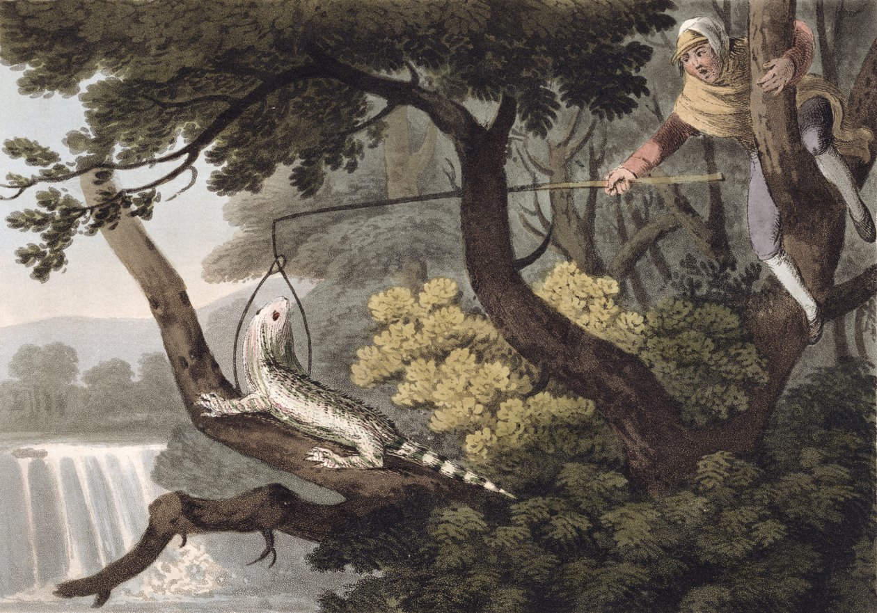 Cacciatore di lucertole messicano, inciso da Matthew Dubourg, pubblicato da Edward Orme, 1813 da John Heaviside Clark