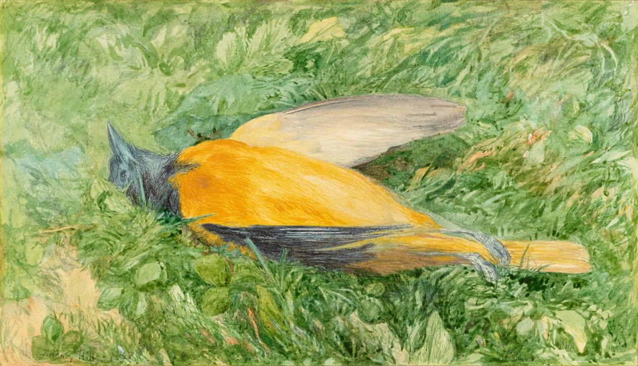 Pettirosso dorato (Oriolo del Nord) da John Henry Hill