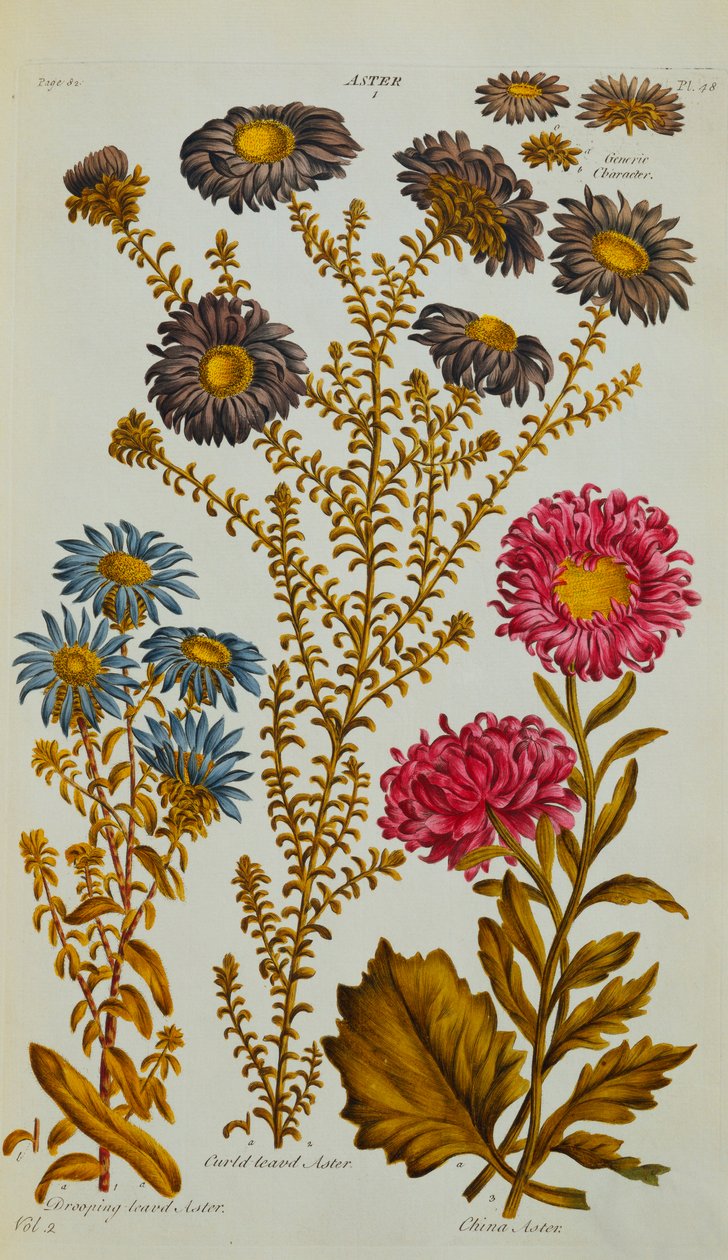 Aster, 1759-73 da John Hill