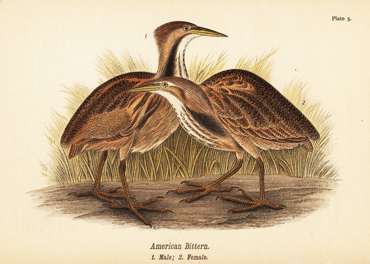 Tarabuso americano, Botaurus lentiginosus, maschio 1, femmina 2 da John James (after) Audubon