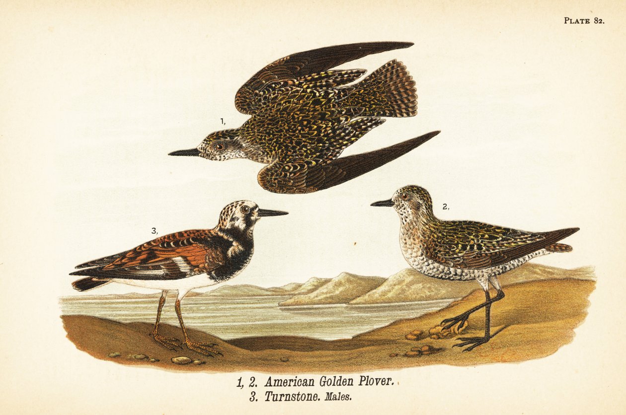 Piviere dorato americano, Pluvialis dominica 1,2, e voltapietre, Arenaria interpres 3 da John James (after) Audubon