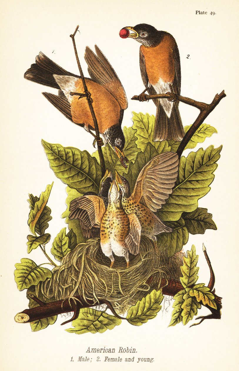 Pettirosso americano, Turdus migratorius, maschio 1, femmina 2 e giovani nel nido da John James (after) Audubon