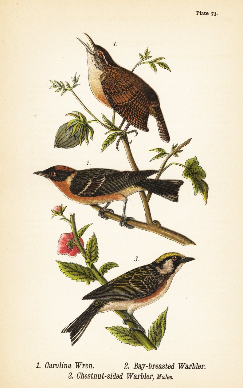Scricciolo della Carolina, Thryothorus ludovicianus 1, parula petto castano, Setophaga castanea 2, parula fianchi castani, Setophaga pensylvanica 3 da John James (after) Audubon