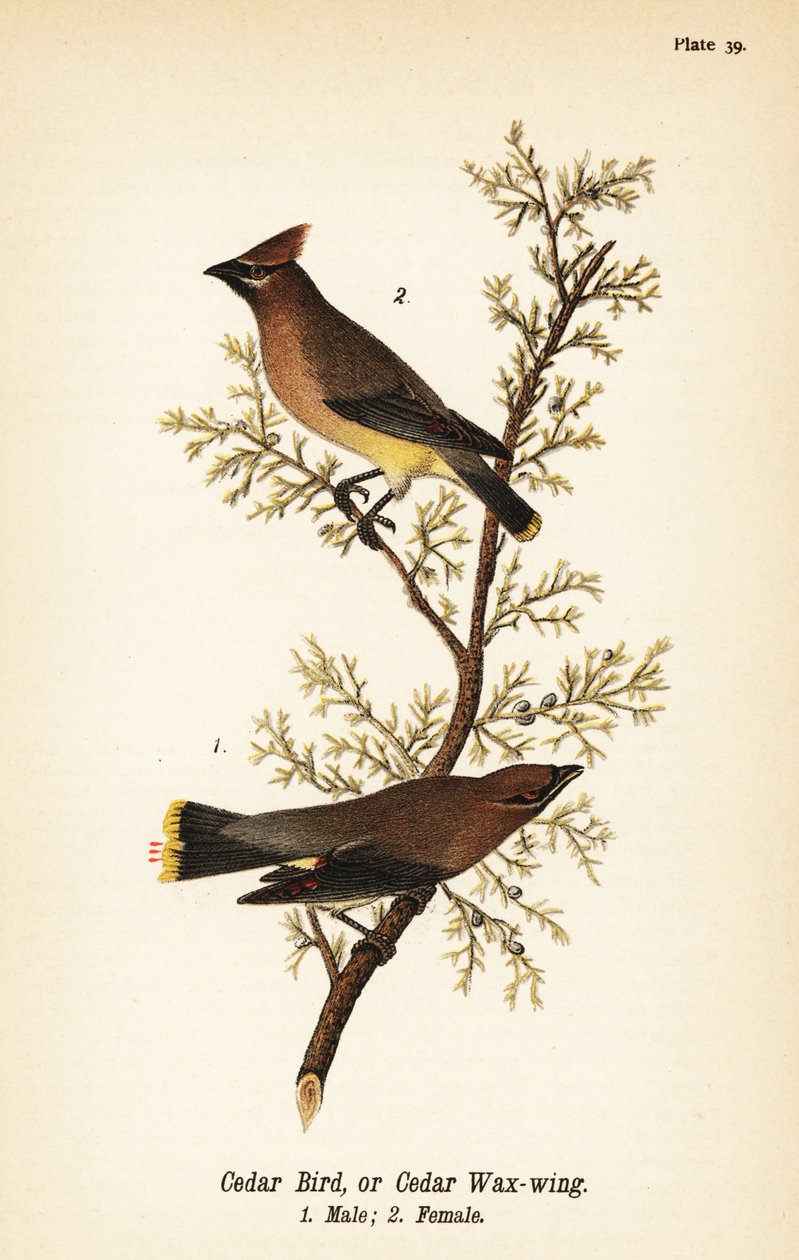Bombycilla cedrorum, maschio e femmina da John James (after) Audubon