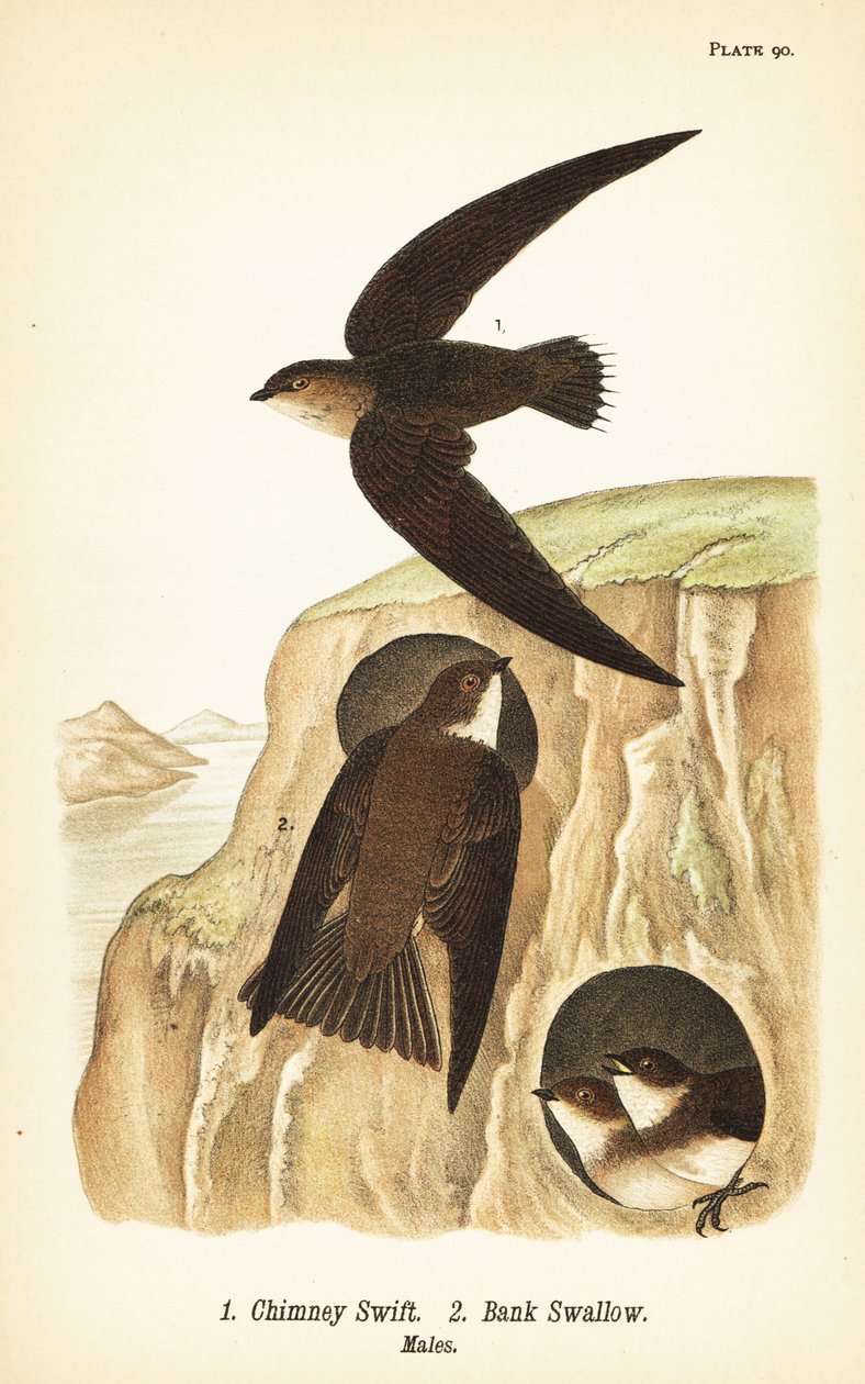 Rondone camino, Chaetura pelagica, rondine di banca, Riparia riparia, maschi da John James (after) Audubon