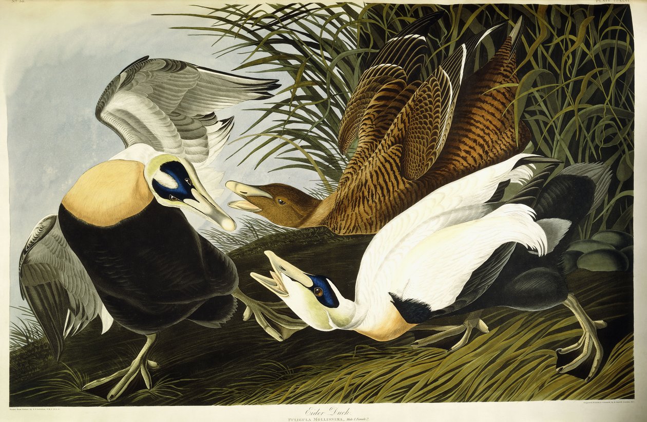 Edredone, maschio e femmina da John James (after) Audubon