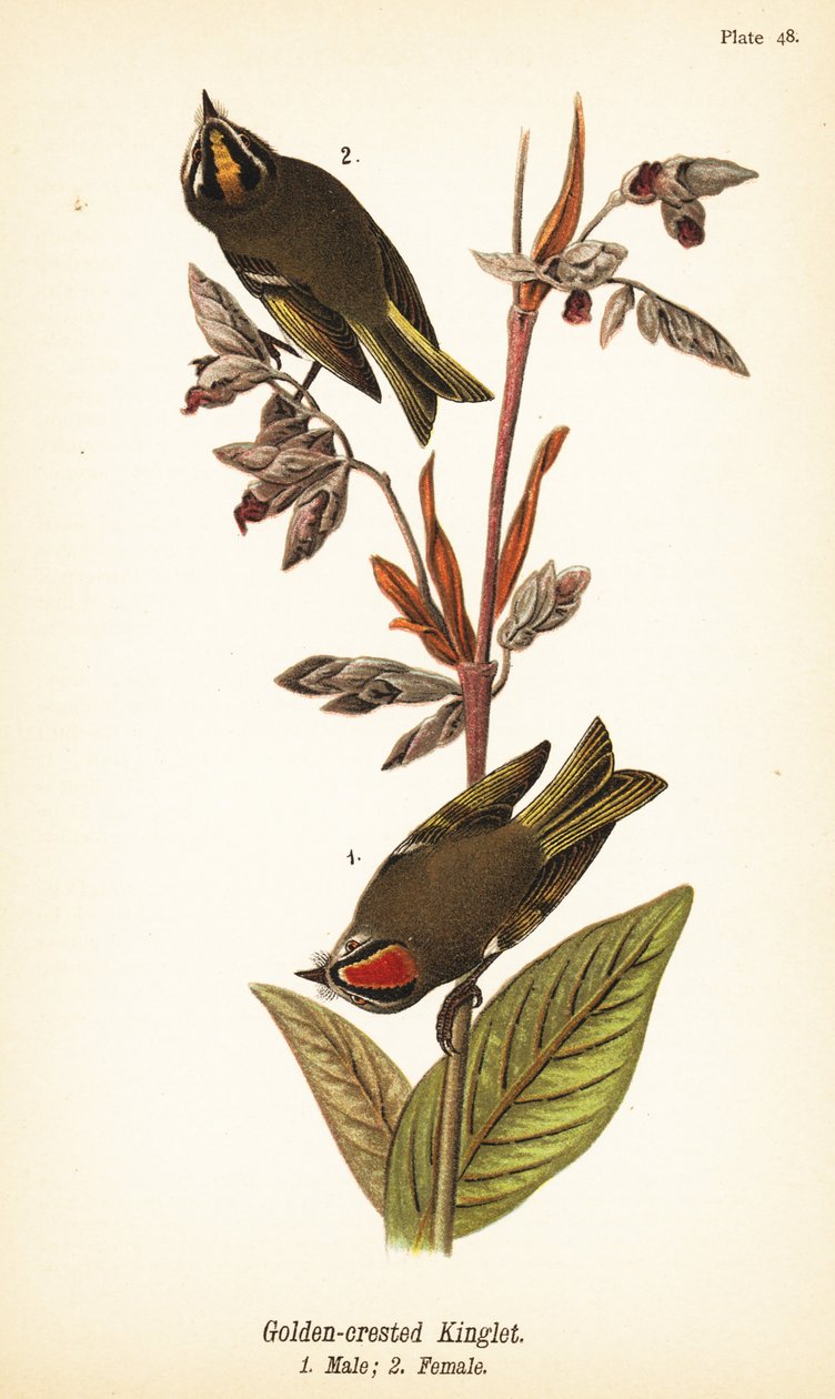 Regolo crestato, Regulus satrapa da John James (after) Audubon