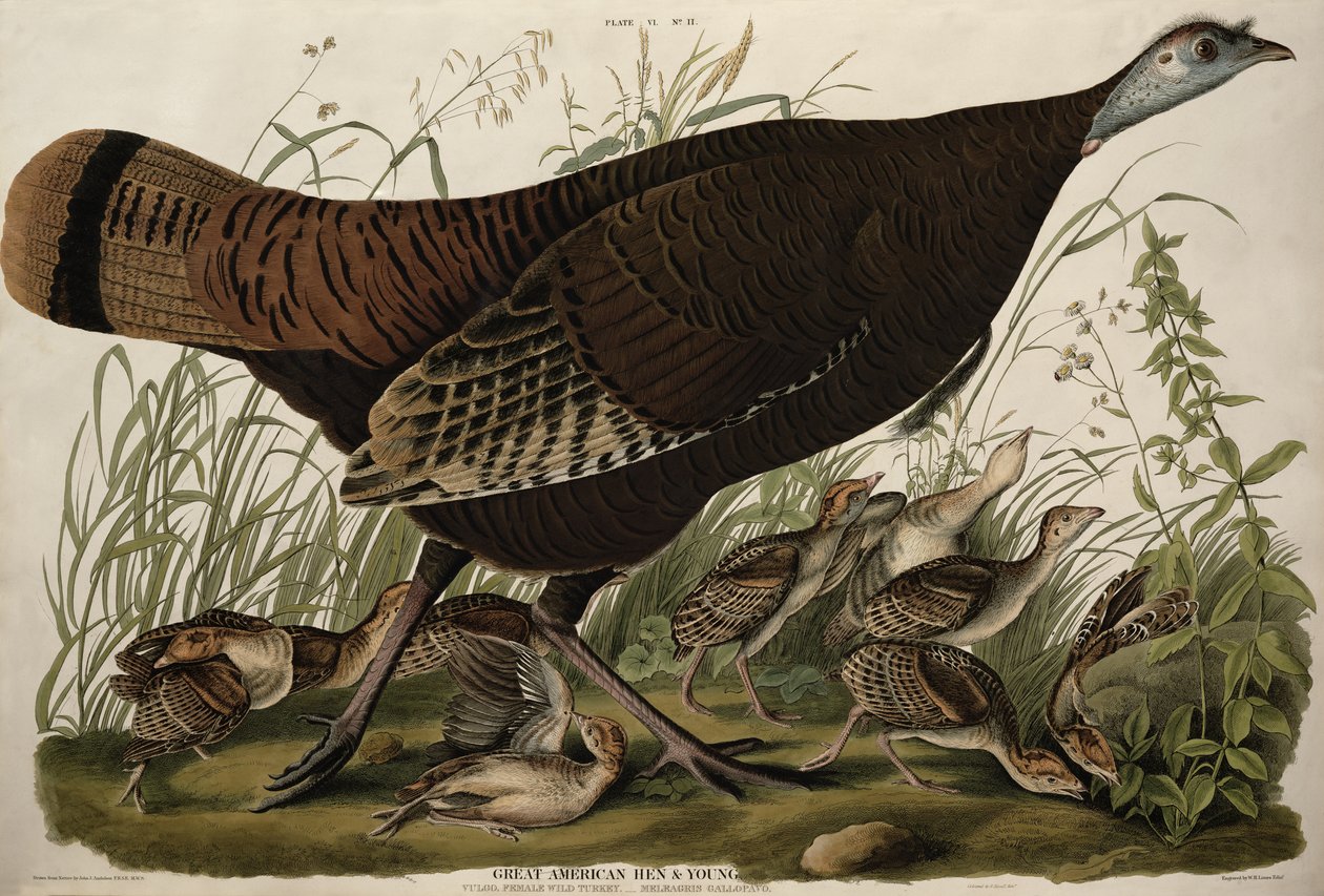 Grande gallina americana e giovani, da 