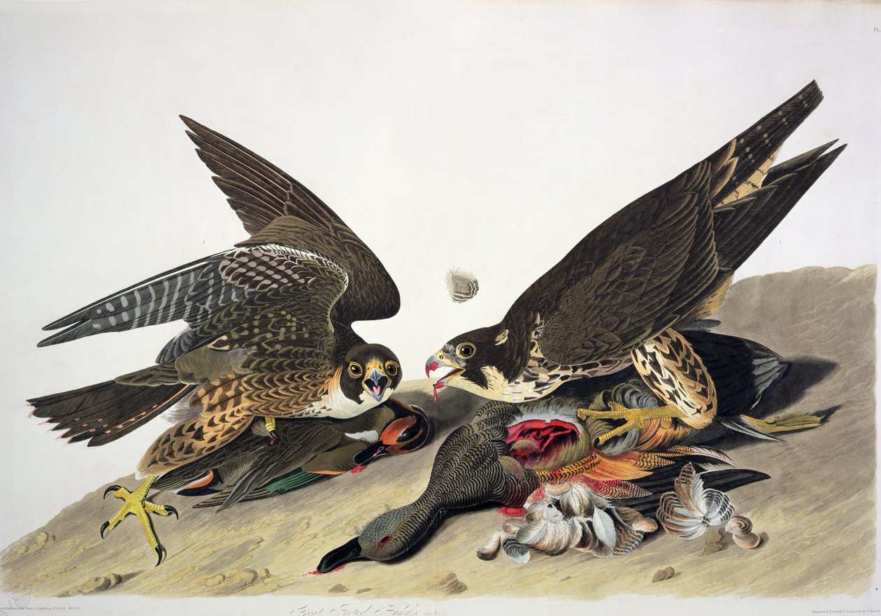 da John James (after) Audubon