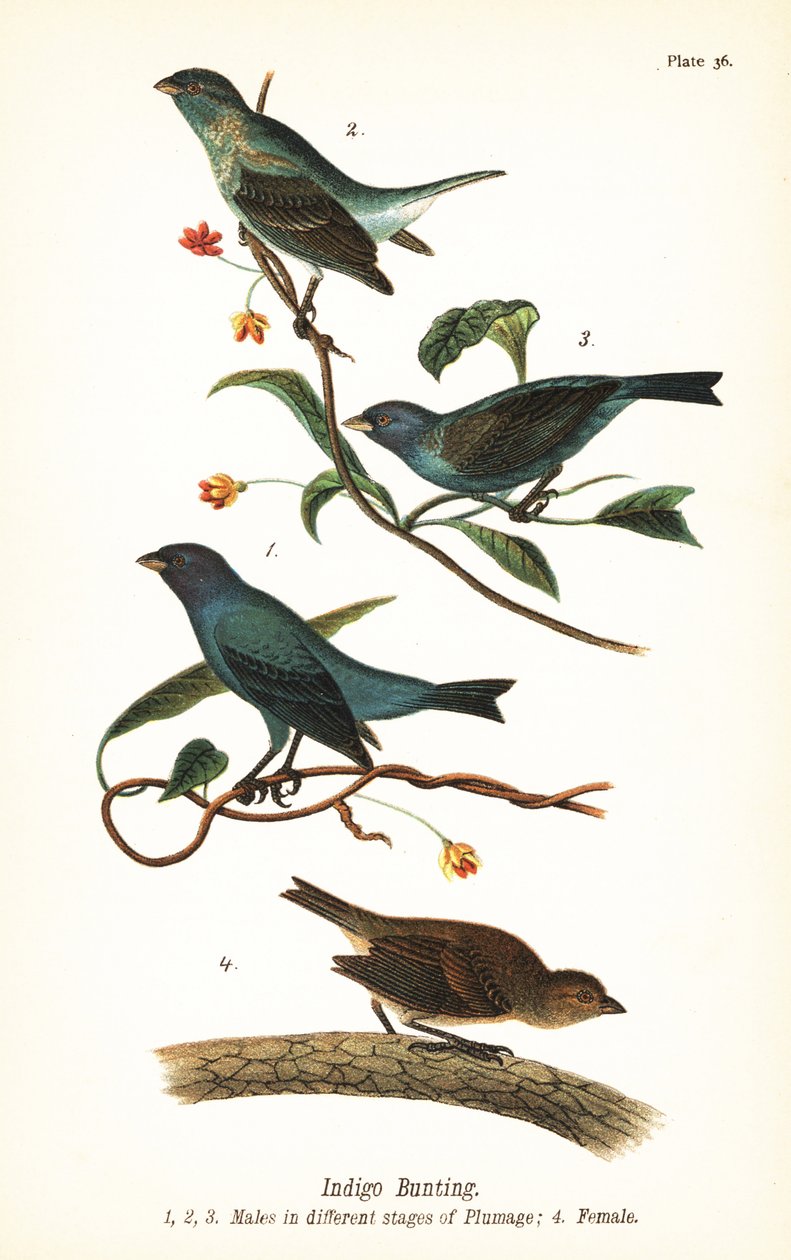 Passero indaco, Passerina cyanea, maschi in diversi stadi di piumaggio 1,2,3, e femmina 4 da John James (after) Audubon