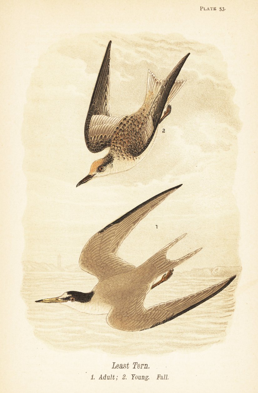 Sterna antillana, Sternula antillarum, adulto 1, giovane, piumaggio autunnale 2 da John James (after) Audubon