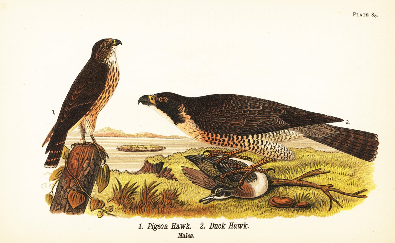 Falco columbarius e falco pellegrino con anatra, Falco peregrinus da John James (after) Audubon