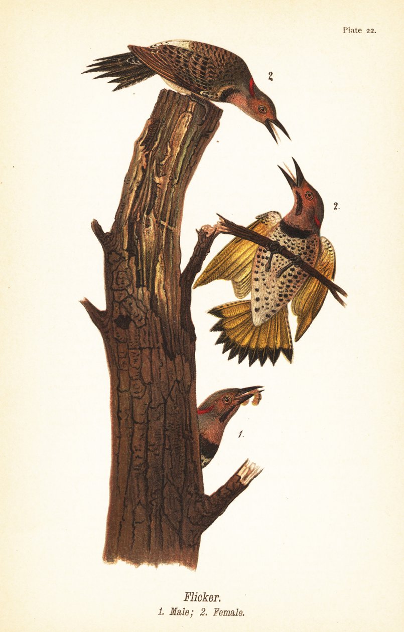 Picchio dorato, Colaptes auratus da John James (after) Audubon