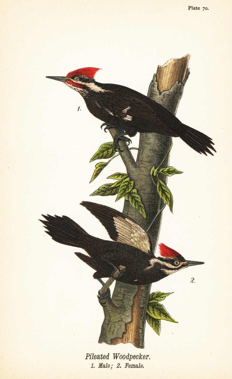 Picchio pileato, Dryocopus pileatus, maschio 1, femmina 2 da John James (after) Audubon
