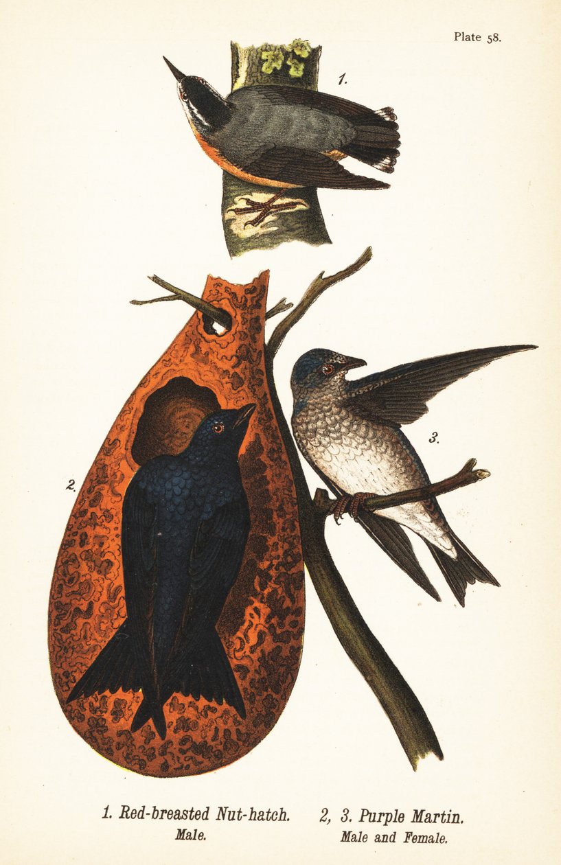 Picchio muratore petto rosso, Sitta canadensis, maschio 1, e rondine purpurea, Progne subis, maschio 2, e femmina 3 da John James (after) Audubon