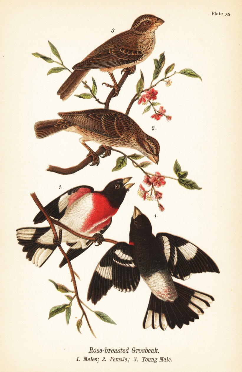 Cardinale dal petto rosa, Pheucticus ludovicianus da John James (after) Audubon