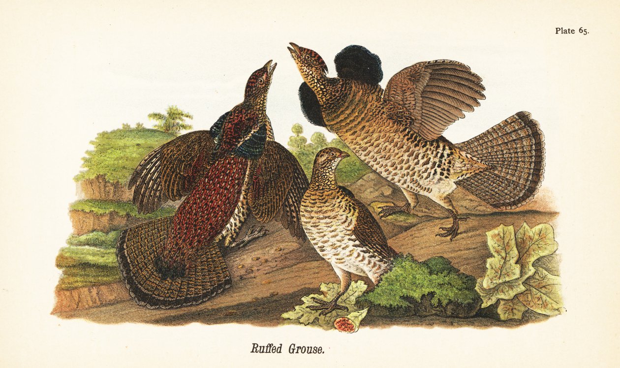 Fagiano di monte da John James (after) Audubon