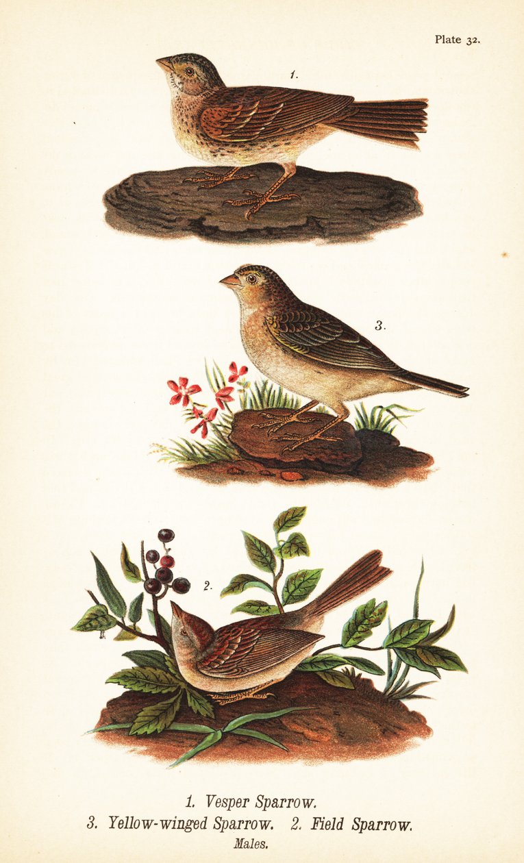 Passero vespertino, Pooecetes gramineus 1, passero delle cavallette, Ammodramus savannarum 2 e passero dei campi, Spizella pusilla 3 da John James (after) Audubon