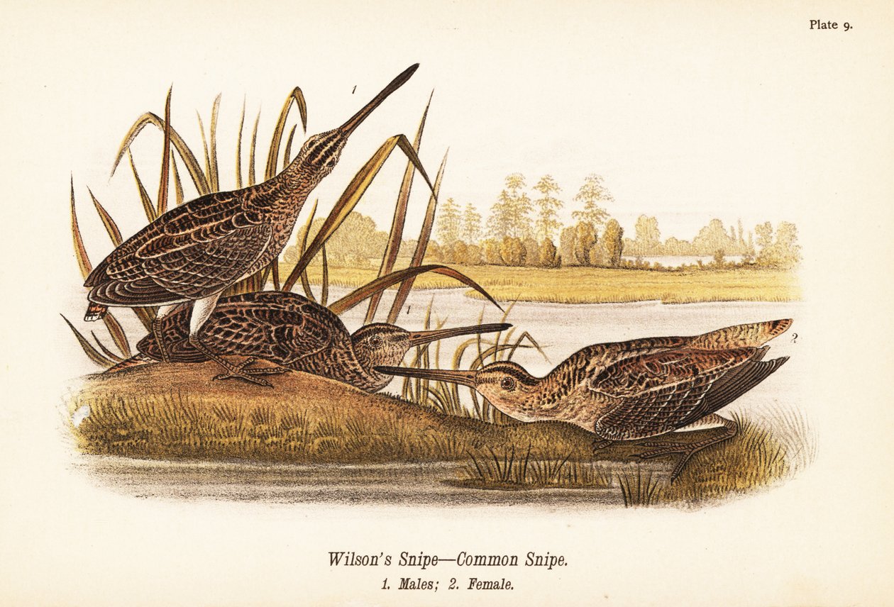 Beccaccino di Wilson o beccaccino comune, Gallinago delicata, maschi 1, femmina 2 da John James (after) Audubon