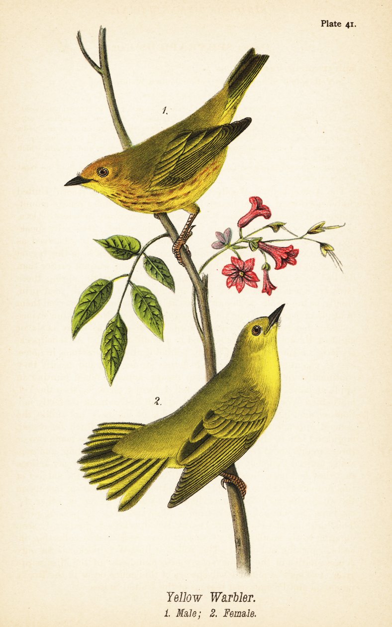 Parula gialla, Setophaga petechia, maschio 1, femmina 2 da John James (after) Audubon