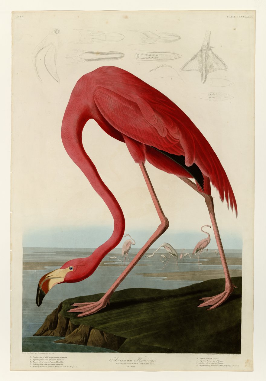 431 Fenicottero americano da John James Audubon