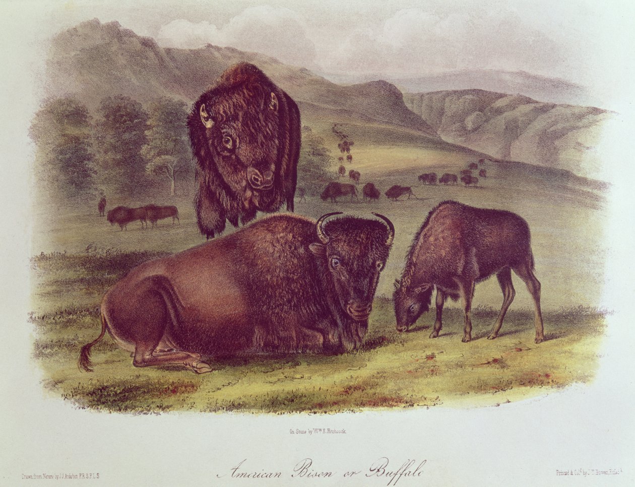 Bisonte americano o bufalo, da 