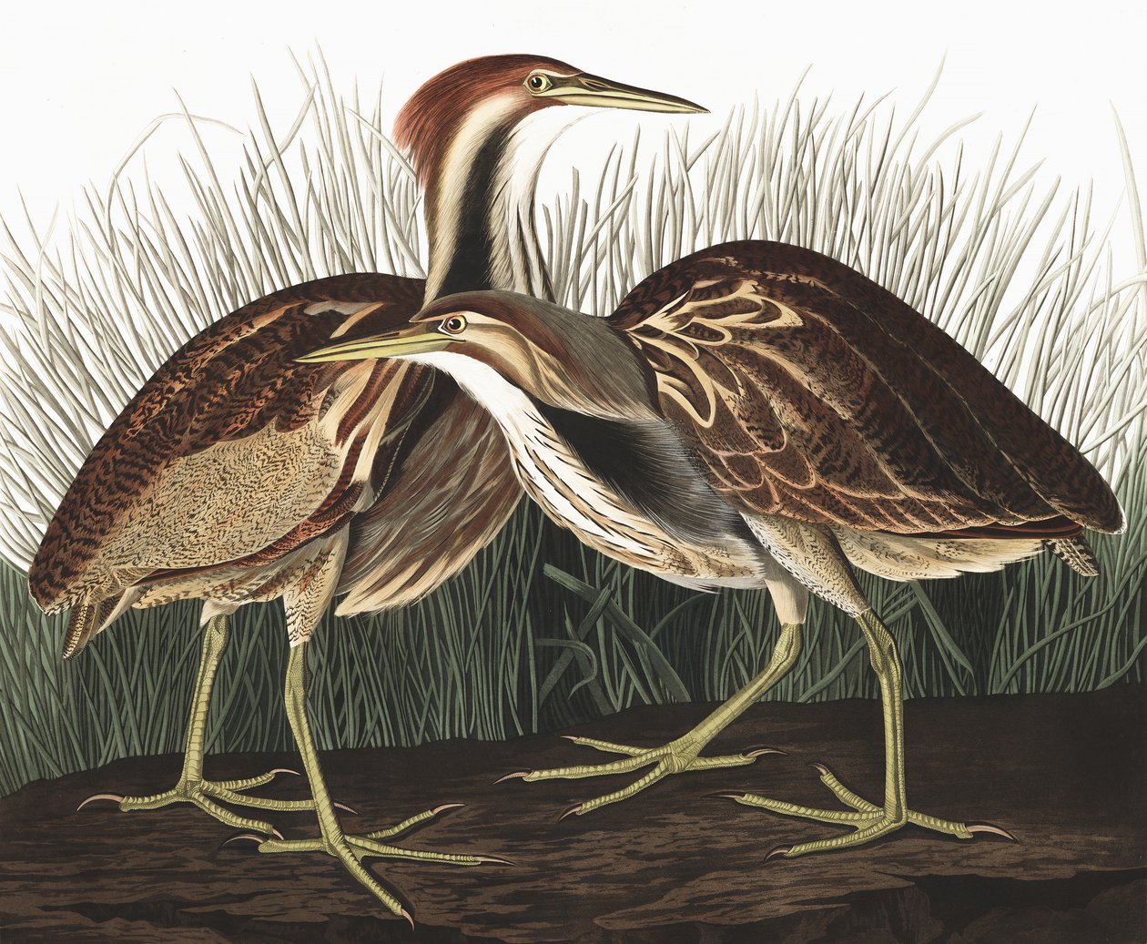 Tarabuso Americano, Botaurus Lentiginosus, da "Gli Uccelli d