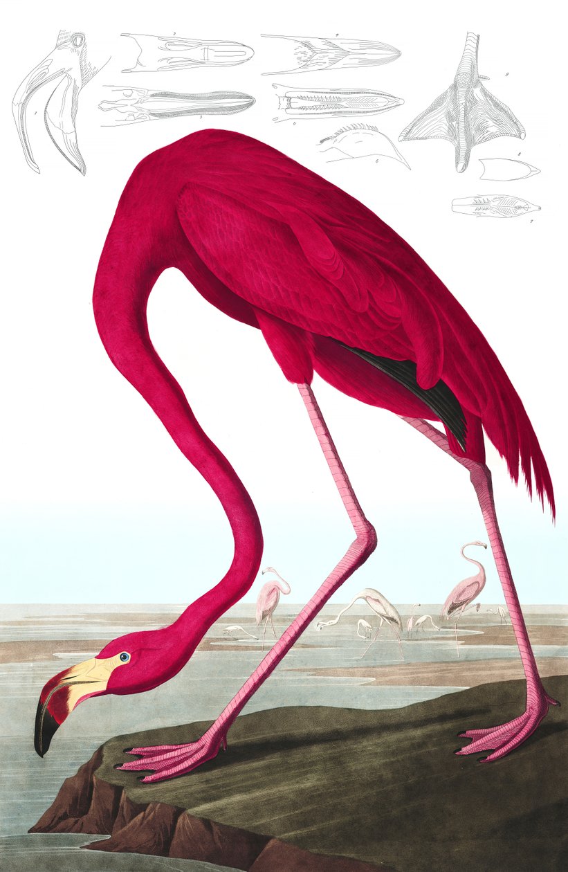 Fenicottero americano, Phoenicopterus Ruber, da "Gli uccelli d