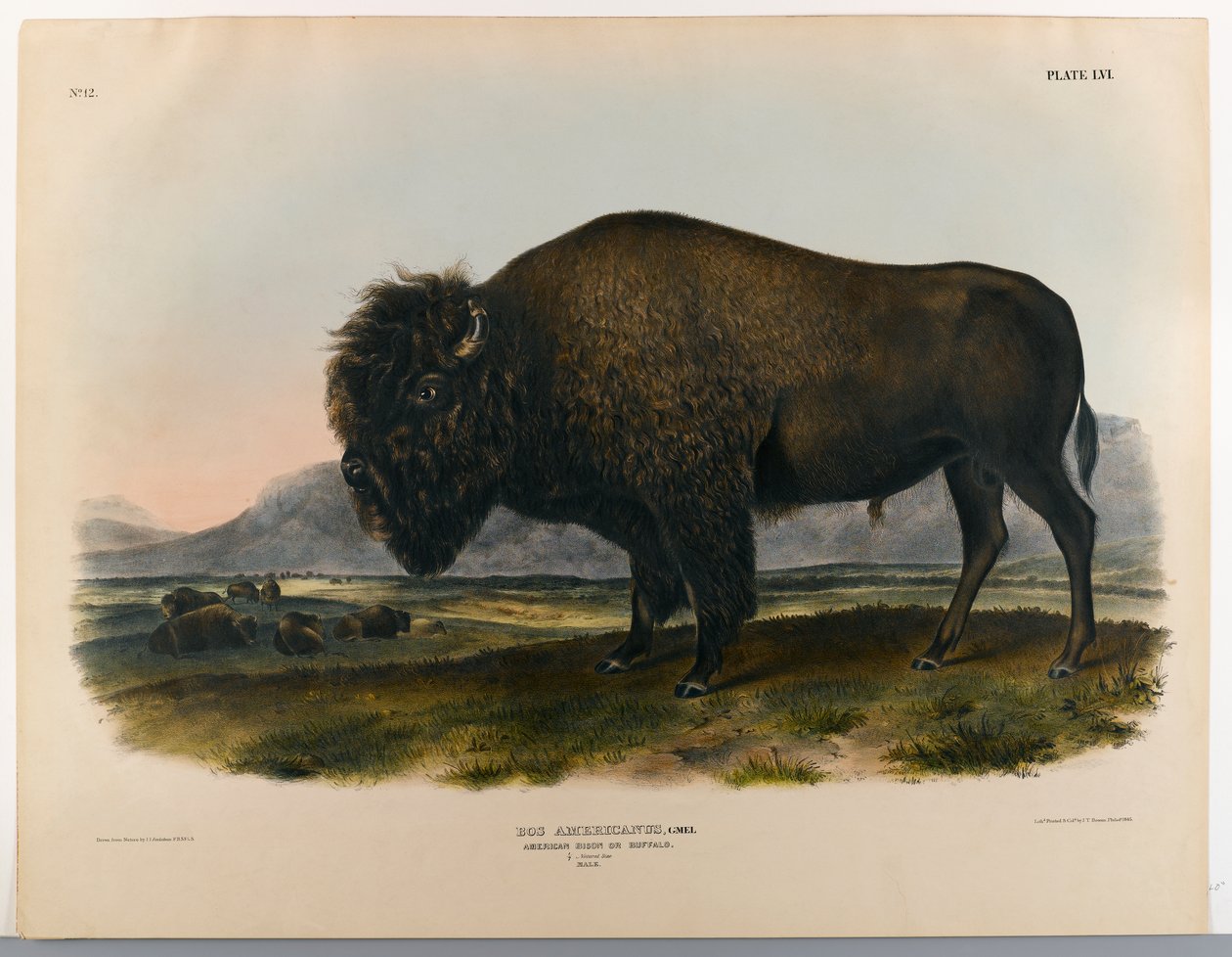 Bisonte americano o bufalo da John James Audubon