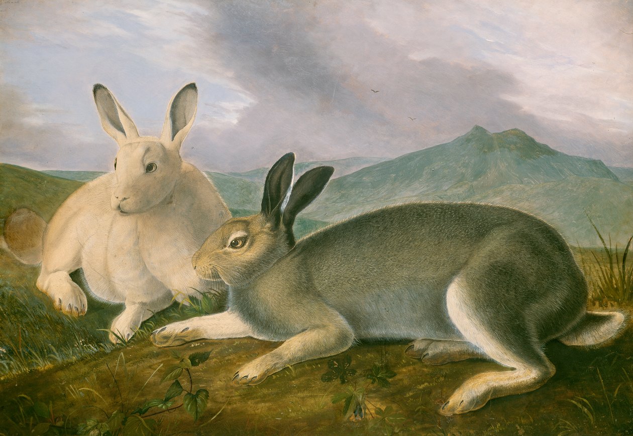 Lepre Artica, c.1841 da John James Audubon