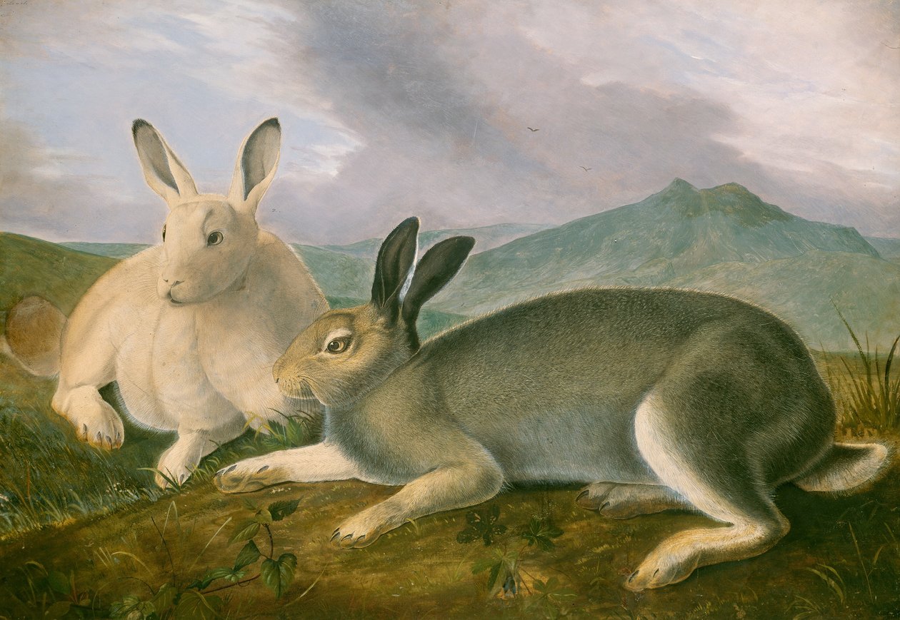 Lepre artica, c. 1841 da John James Audubon