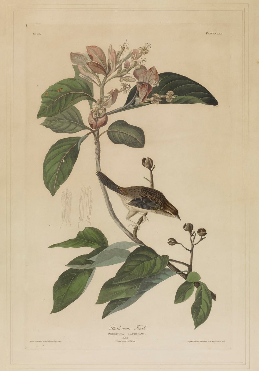 Il fringuello di Bachman da John James Audubon