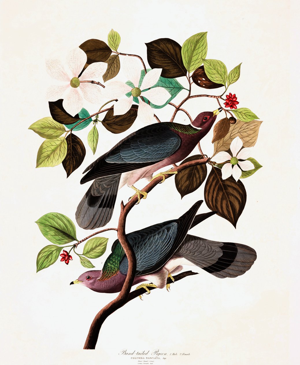 Piccione dalla Coda Fasciata, Columba Fasciata, da "Gli Uccelli d