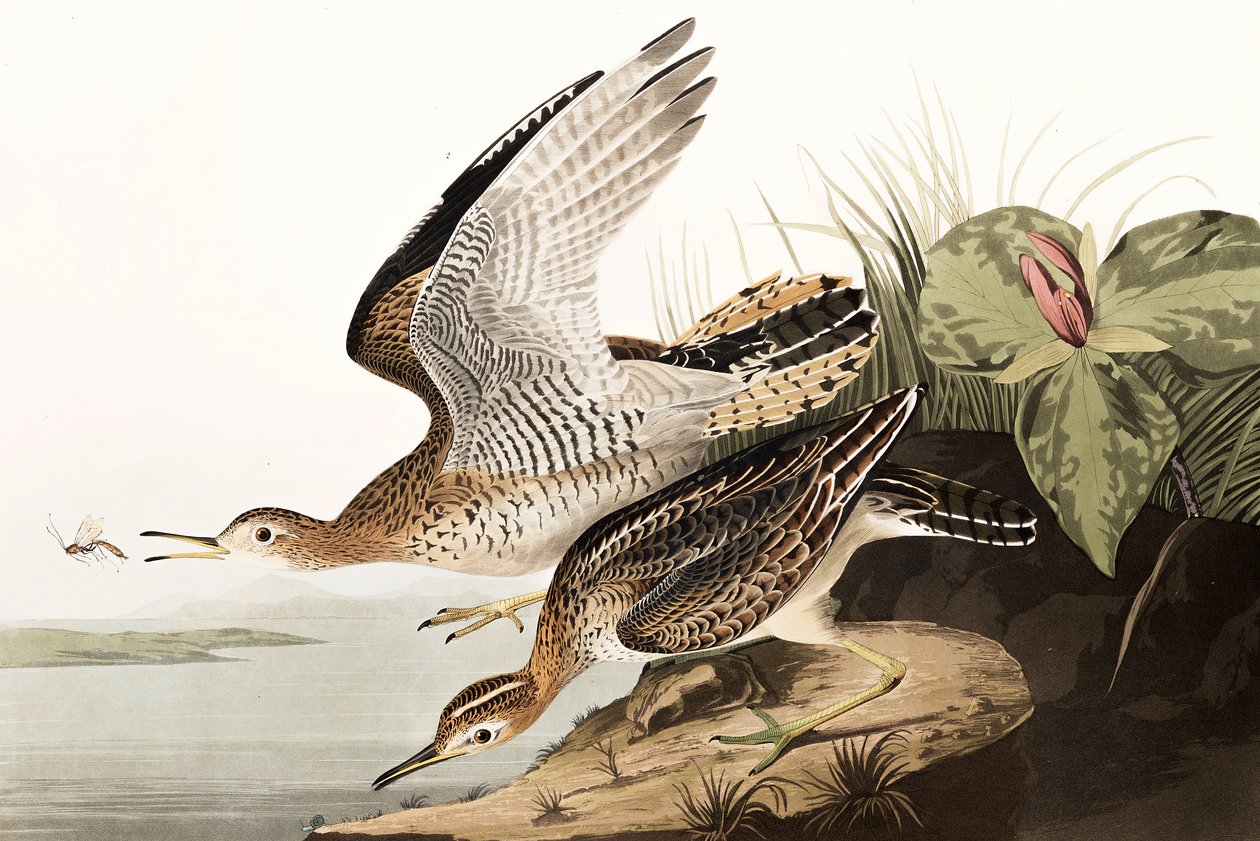 Piro Piro di Bartram, Bartramia Longicauda, da "Gli Uccelli d
