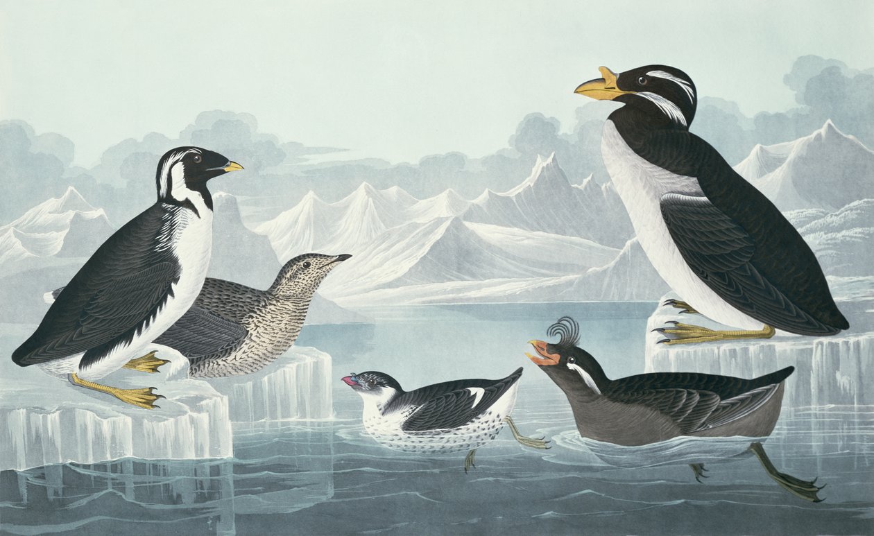 Guillemot dalla gola nera, Auk dal becco nodoso, Auk dal ciuffo arricciato, Guillemot dal becco a corno, disegnati dalla natura da John James Audubon