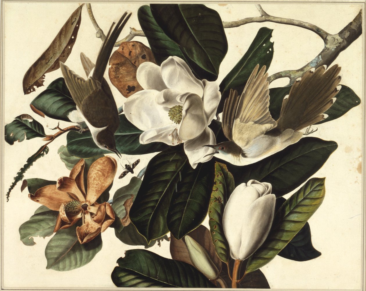 Cuculo dal becco nero, 1822 da John James Audubon