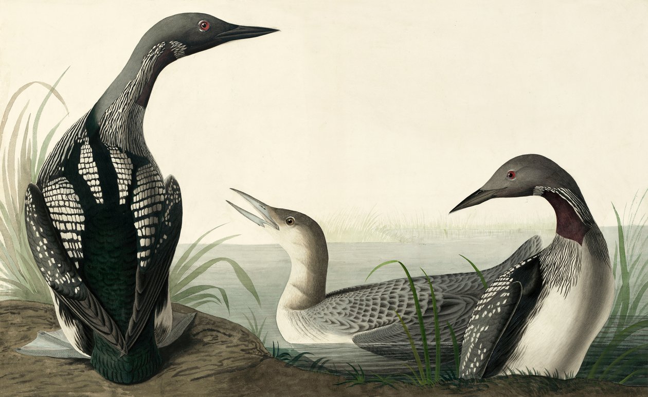 Strolaga dal collo nero, Colymbus Arcticus, da "Gli uccelli d