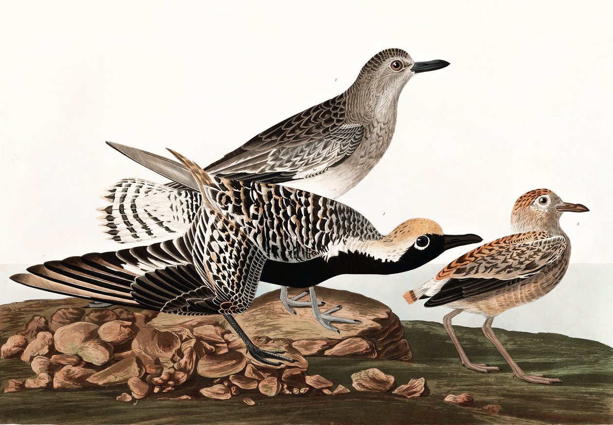 Piviere pancianera, Charadrius Helveticus, da "Gli uccelli d