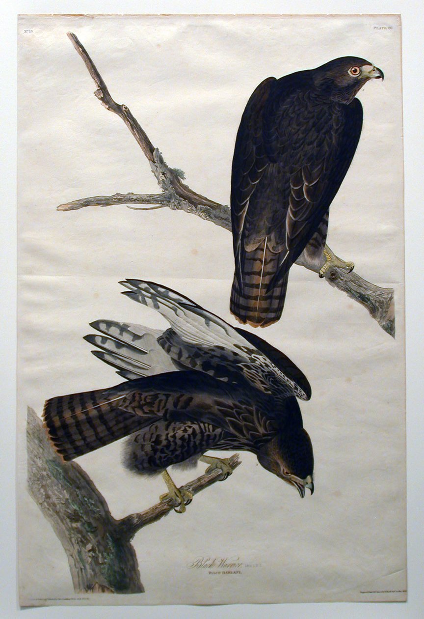 Guerriero nero (n. 18) da John James Audubon