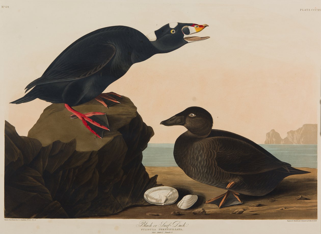 Anatra nera o surf, 1836 da John James Audubon