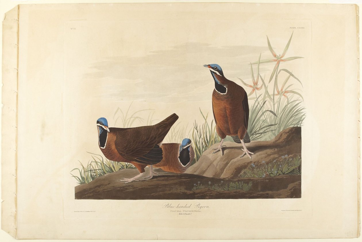 Piccione dalla testa blu da John James Audubon