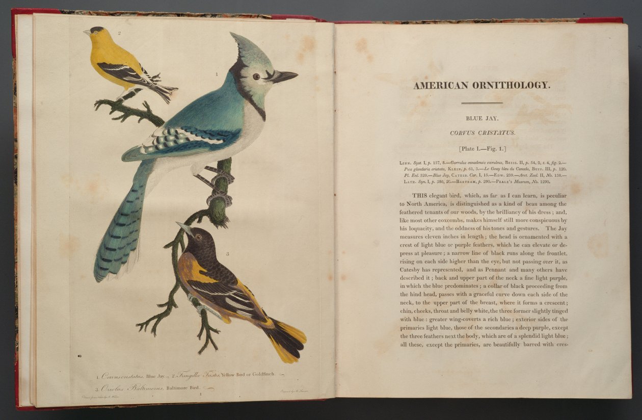 Ghiandaia Azzurra, pagina da Elephant Folio (1827-38) da John James Audubon