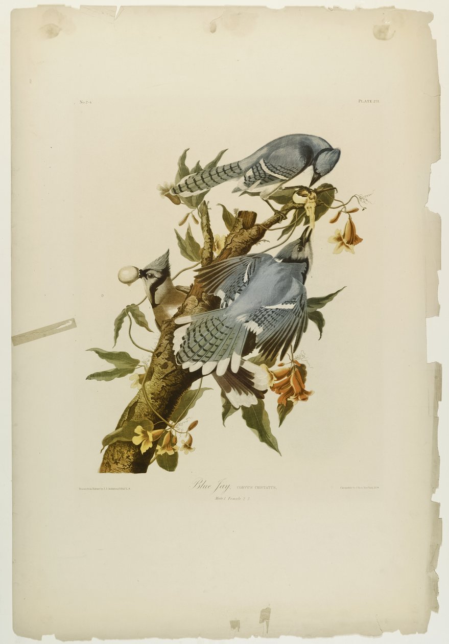 Ghiandaia azzurra da John James Audubon