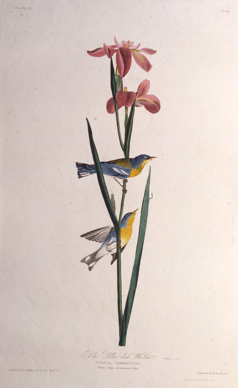 Parula blu e gialla. Da Gli uccelli d