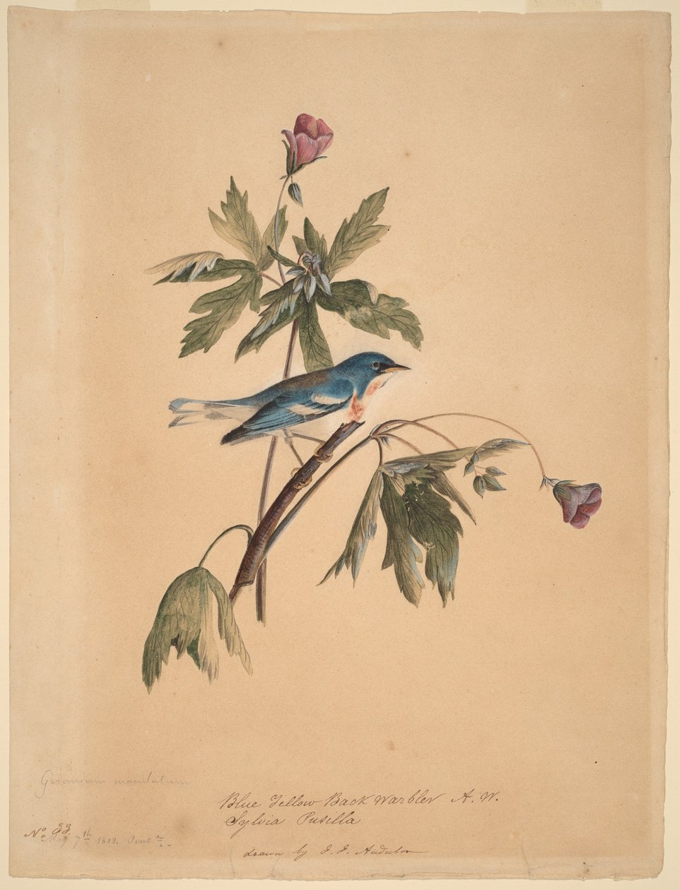 Canapino blu e giallo da John James Audubon