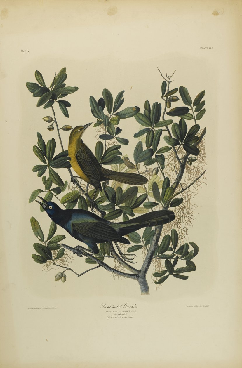 Grackle dalla coda a barca, stampato da Julien Bien e pubblicato da Roe Lockwood & Son, 1861 da John James Audubon