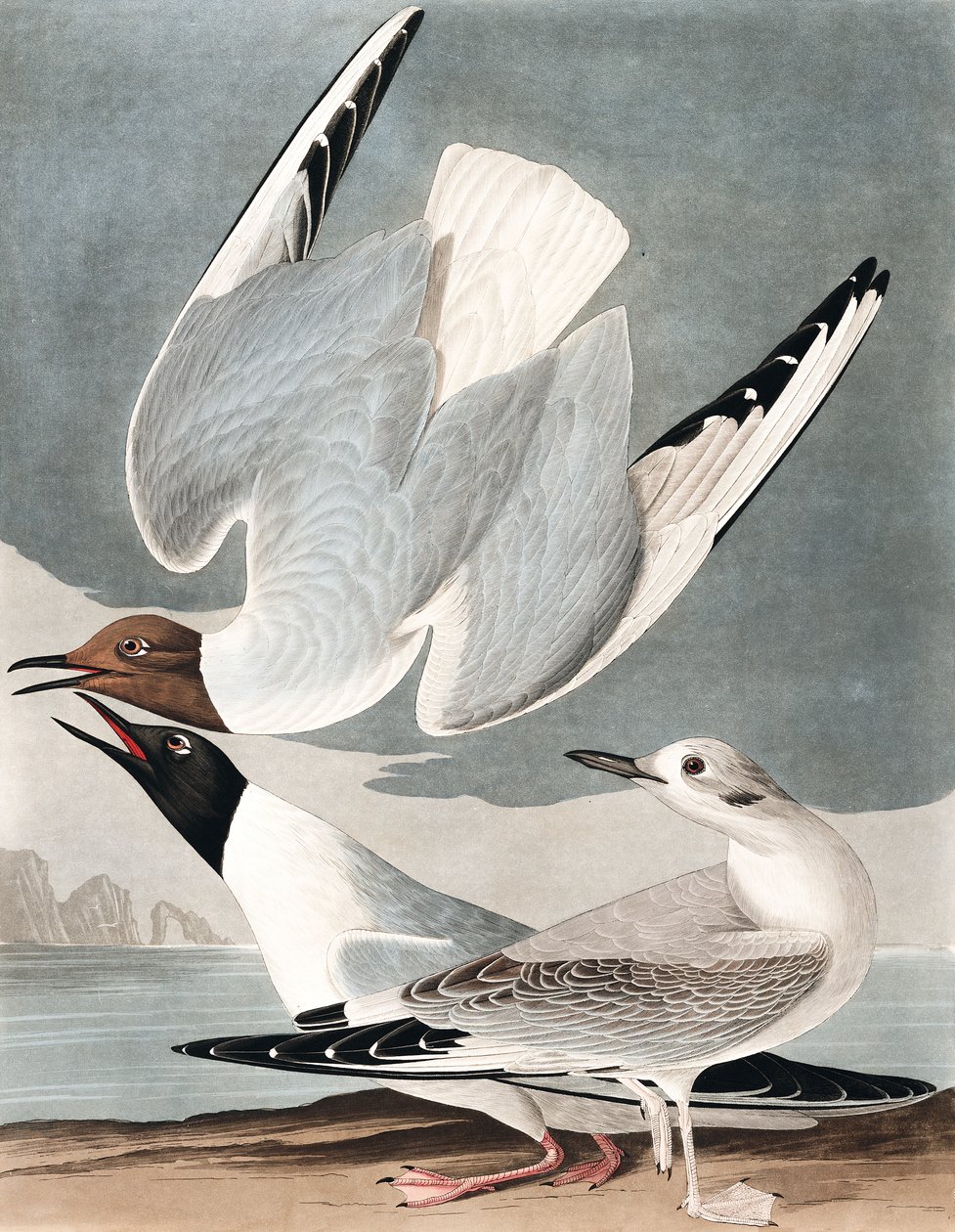 Gabbiano Bonapartiano, Larus Bonapartii, da "Gli Uccelli d