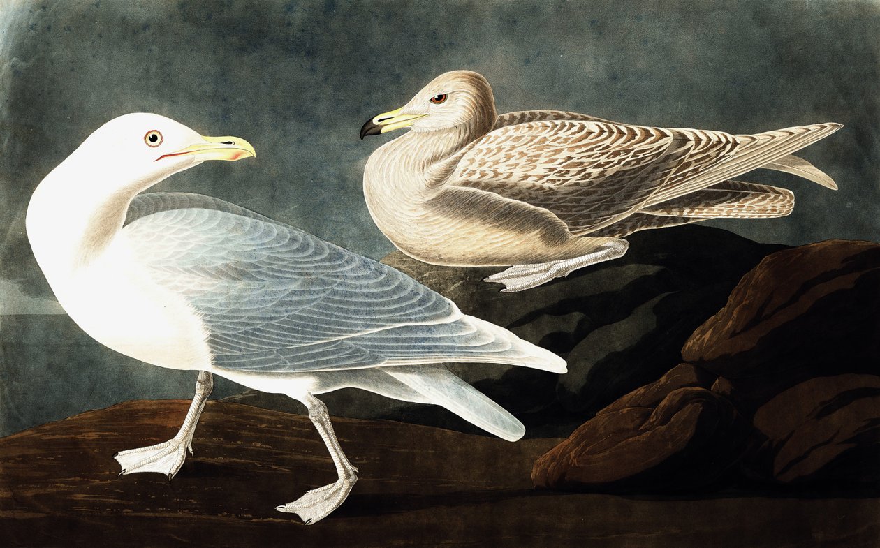 Gabbiano Burgomastro, Larus Glaucus, da "Gli Uccelli d