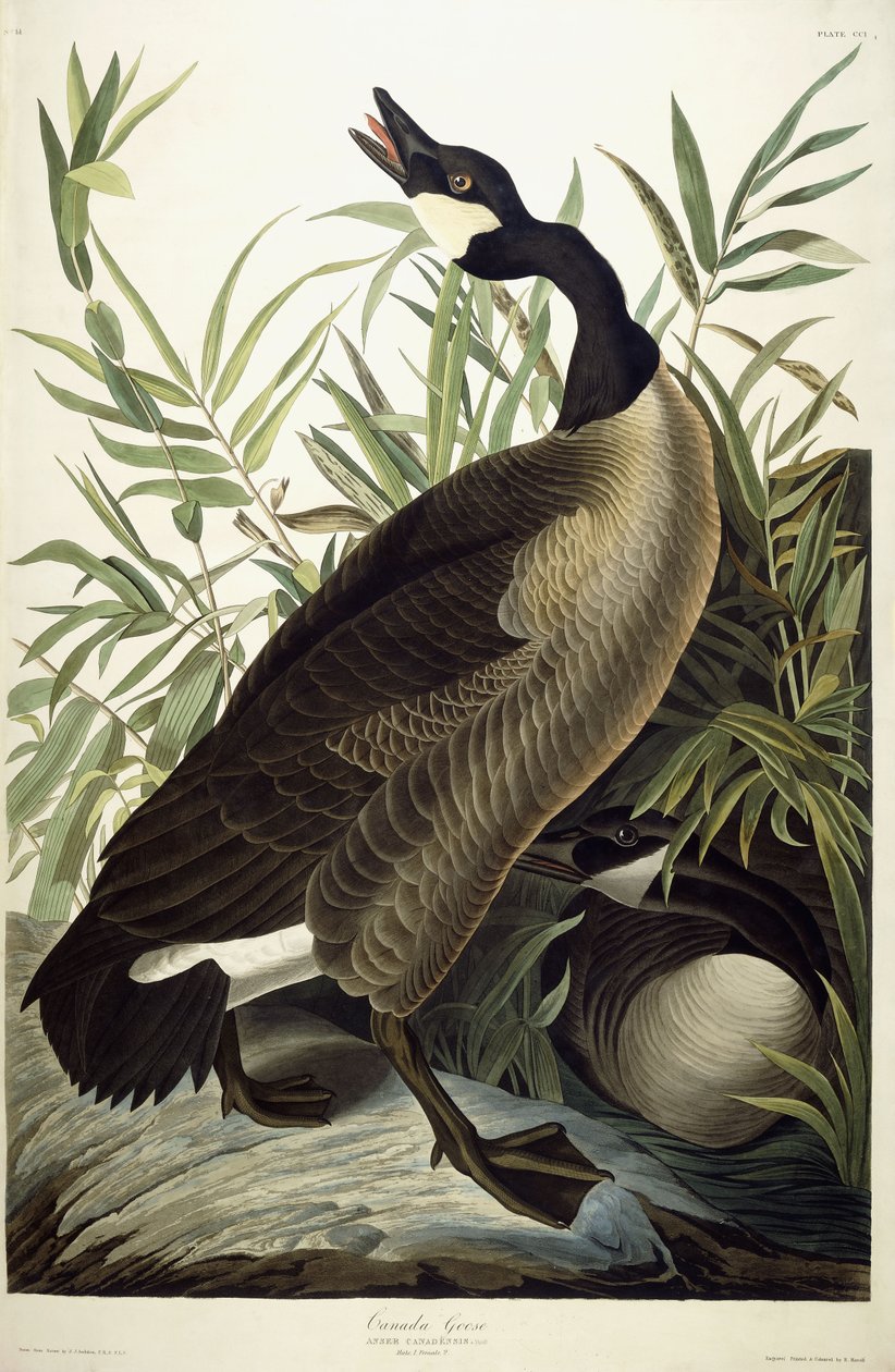 Oca del Canada da John James Audubon